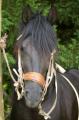  Le Maroc fete son Moussem a Evry-Bondoufle  - Les chevaux marocains Les Chevaux Marocains 085